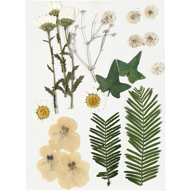 Pressed Flowers and leaves