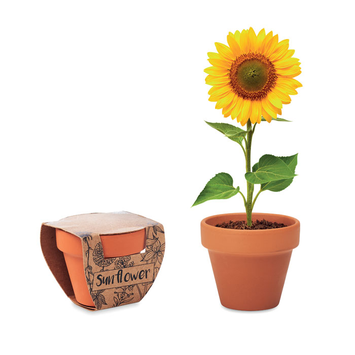 Terracotta pot 'sunflower'