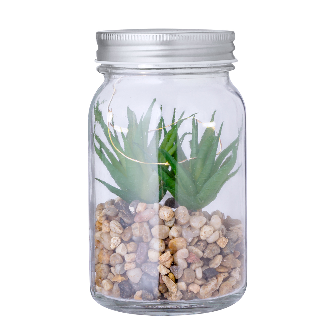 KyalaDecorative Plant