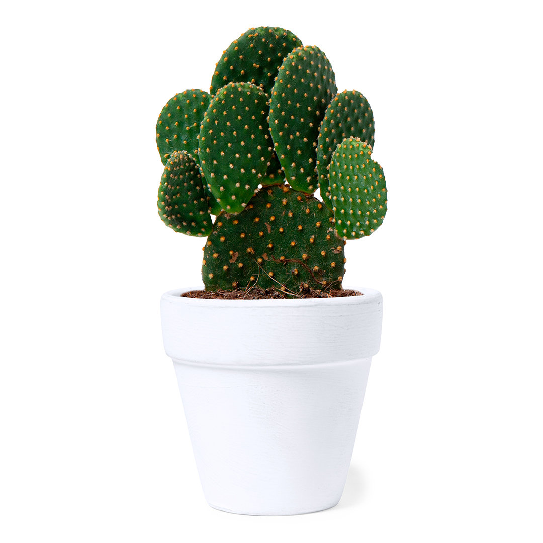 KonteFlowerpot